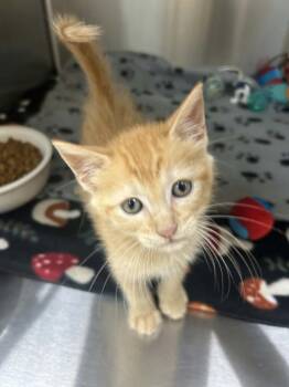 Thor -  Domestic Short Hair Cat for Adoption in Kemp, Texas - Thor | PetCurious