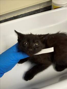 *COCOA -  Domestic Medium Hair Cat for Adoption in Woodland, California - *COCOA | PetCurious