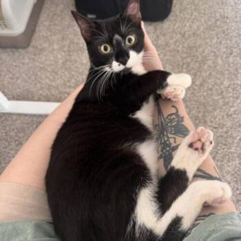 Oliver GS -  Domestic Short Hair Cat for Adoption in Tampa, Florida - Oliver GS | PetCurious