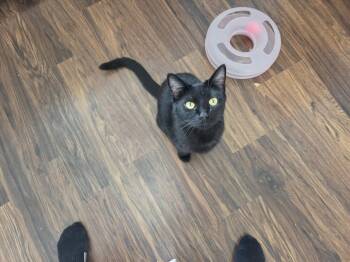 Cookie -  Domestic Short Hair Cat for Adoption in Hinckley, Illinois - Cookie | PetCurious
