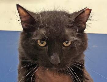 Shadow -  Domestic Long Hair Cat for Adoption in Columbus, Indiana - Shadow | PetCurious