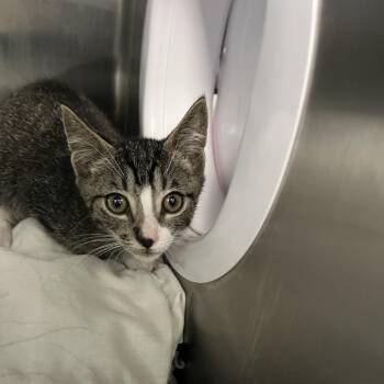 Bongo -  Domestic Short Hair Cat for Adoption in West Palm Beach, Florida - Bongo | PetCurious