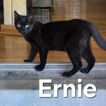 Ernie -  Domestic Short Hair Cat for Adoption in Washington, Pennsylvania - Ernie | PetCurious