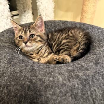Piper -  Domestic Short Hair Cat for Adoption in Fairfax, Virginia - Piper | PetCurious