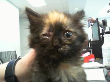 A1266553 -  Domestic Medium Hair Cat for Adoption in Charlotte, North Carolina - A1266553 | PetCurious
