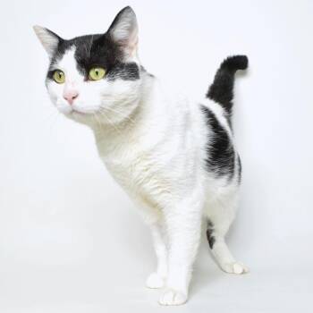 Domestic Short Hair Cats Available for Adoption in Springfield, Illinois - Mr. Meow | PetCurious