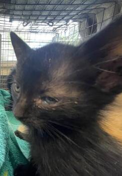 SAM -  Domestic Short Hair Cat for Adoption in Fort Myers, Florida - SAM | PetCurious