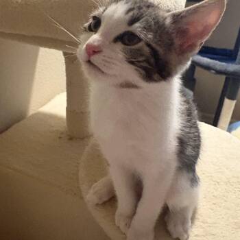 Brie -  Tabby Cat for Adoption in Woodinville, Washington - Brie | PetCurious