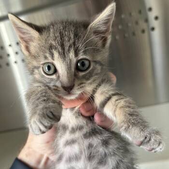 July Dallas -  Domestic Short Hair Cat for Adoption in Denver, Colorado - July Dallas | PetCurious