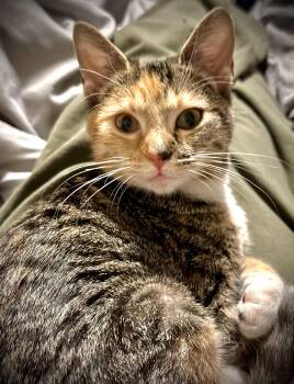 Rescue Calico Cats for Adoption - Sara | PetCurious
