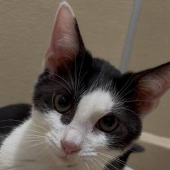 Polo -  Domestic Short Hair Cat for Adoption in Pleasanton, California - Polo | PetCurious