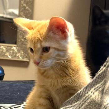 Growlith Rinaldi (Mew kitten) -  Domestic Short Hair Cat for Adoption in Merrifield, Virginia - Growlith Rinaldi (Mew Kitten) | PetCurious