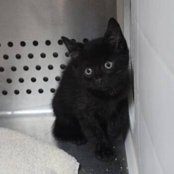 Rescue Domestic Short Hair Cats for Adoption in Orange, Virginia - Joey | PetCurious