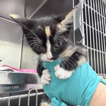 Radish -  Domestic Short Hair Cat for Adoption in Auburn, Alabama - Radish | PetCurious