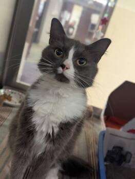 Little Girl -  Domestic Short Hair Cat for Adoption in West Chester, Pennsylvania - Little Girl | PetCurious