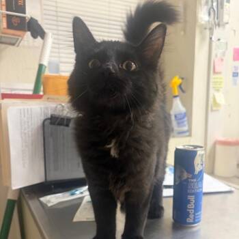 Skipper -  Domestic Long Hair Cat for Adoption in Pekin, Illinois - Skipper | PetCurious