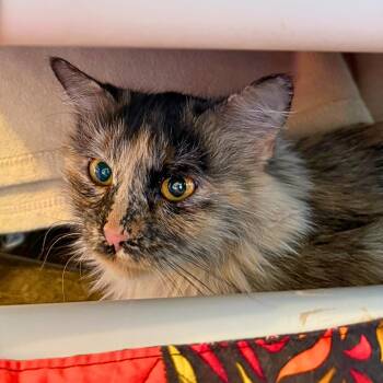 Briar -  Tortoiseshell Cat for Adoption in Ridgway, Colorado - Briar | PetCurious