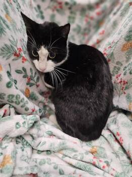 Domestic Short Hair Cats Available for Adoption - A1258977 | PetCurious