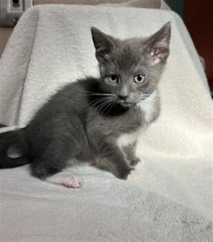 Rescue Domestic Medium Hair Cats for Adoption in Rancho Cucamonga, California - PLUTO | PetCurious