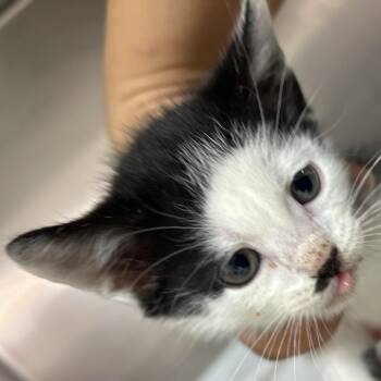 Domestic Short Hair Cats Available for Adoption in Leander, Texas - Gurt | PetCurious