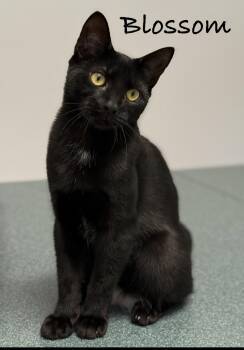 Blossom -  Domestic Short Hair Cat for Adoption in Pawleys Island, South Carolina - Blossom | PetCurious