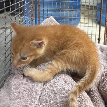 Anthony -  Domestic Short Hair Cat for Adoption in Milton, Florida - Anthony | PetCurious