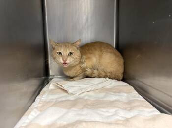 Domestic Short Hair Cats Available for Adoption in Santa Cruz, California - CRISPIN* | PetCurious