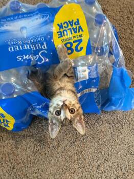 Biscuit -  Domestic Short Hair Cat for Adoption in Morganton, North Carolina - Biscuit | PetCurious