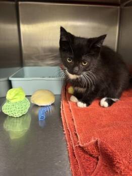 Davey -  Domestic Medium Hair and Domestic Short Hair Cat for Adoption in Bellevue, Washington - Davey | PetCurious