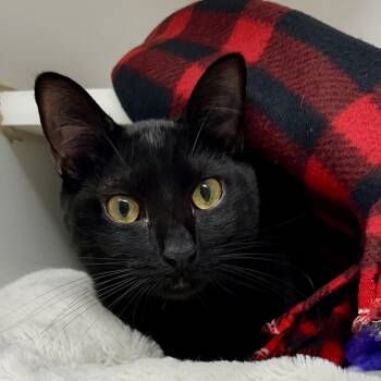 Domestic Short Hair Cats Available for Adoption in Reisterstown, Maryland - Yves | PetCurious