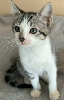 Rescue Domestic Short Hair Cats for Adoption in Chicago, Illinois - Lydia(fkaNorth) | PetCurious