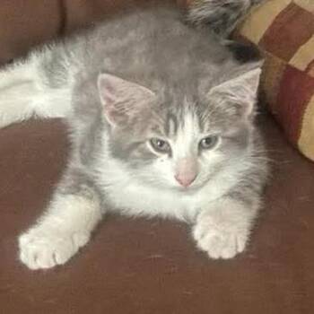 Domestic Short Hair Cats Available for Adoption in Sioux Falls, South Dakota - Edgar | PetCurious