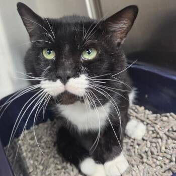 Clyde -  Domestic Short Hair Cat for Adoption in Lakeland, Florida - Clyde | PetCurious