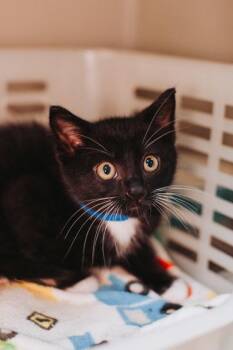 92299A Miniso-Petco North Charleston -  Domestic Short Hair Cat Available for Adoption in North Charleston, South Carolina - 92299A Miniso-Petco North Charleston | PetCurious