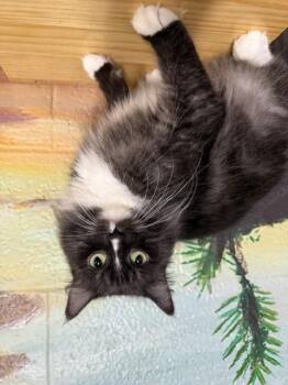 SNOW -  Domestic Long Hair Cat for Adoption - SNOW | PetCurious