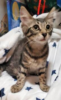 Eukanuba -  Domestic Short Hair Cat for Adoption in Mission Viejo, California - Eukanuba | PetCurious