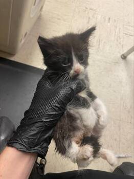 A378530 -  Domestic Short Hair Cat for Adoption in Stockton, California - A378530 | PetCurious