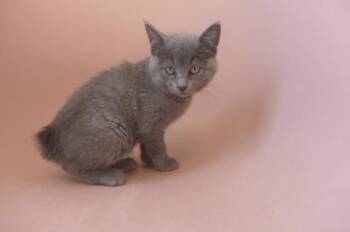 Mercury -  Manx Cat for Adoption in Eureka, California - Mercury | PetCurious
