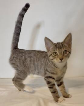 Rescue Domestic Short Hair Cats for Adoption in Richmond, Virginia - Tappie | PetCurious