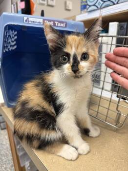 Domestic Short Hair Cats Available for Adoption in Bemidji, Minnesota - Lilac | PetCurious