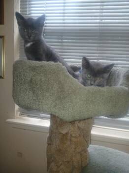 Chester -  Domestic Short Hair Cat for Adoption in Chicago, Illinois - Chester | PetCurious