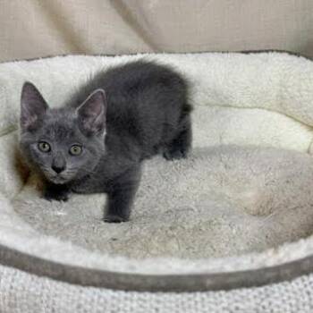 Nice Sicle -  American Shorthair Cat for Adoption in Lake Jackson, Texas - Nice Sicle | PetCurious