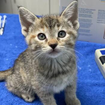 Domestic Short Hair Cats Available for Adoption in Riverside, California - River | PetCurious