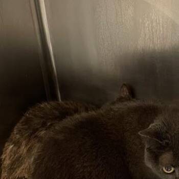 Domestic Short Hair Cats Available for Adoption in Port Charlotte, Florida - Historia | PetCurious