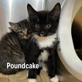 Poundcake -  American Shorthair Cat for Adoption in Oak Ridge, Tennessee - Poundcake | PetCurious