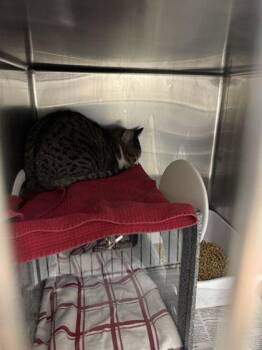 Ember -  Domestic Short Hair Cat for Adoption in Sevierville, Tennessee - Ember | PetCurious