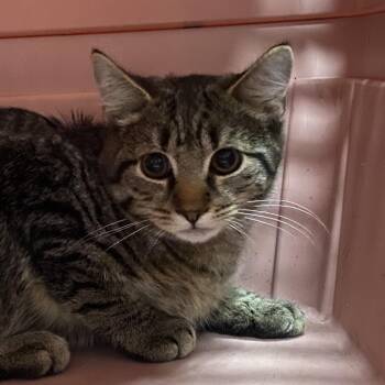 Minnow -  Domestic Short Hair Cat for Adoption in Allentown, Pennsylvania - Minnow | PetCurious