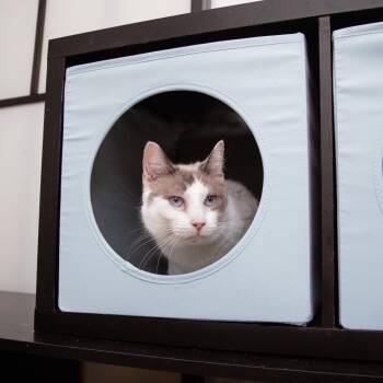 Domestic Short Hair Cats Available for Adoption - Powder | PetCurious