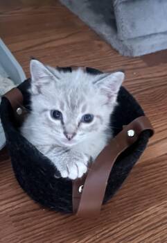 Gus -  Domestic Short Hair and Siamese Cat for Adoption in Campbellsville, Kentucky - Gus | PetCurious