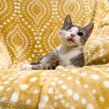 Cardi C -  Domestic Short Hair Cat for Adoption in Port Richey, Florida - Cardi C | PetCurious